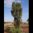 Eine junge Wüsteneiche (Desert Oak, )